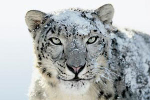 snowleopard